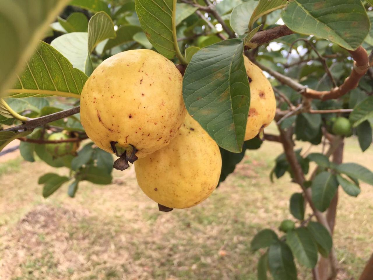 Pousada Agua Limpa Virgínia Εξωτερικό φωτογραφία